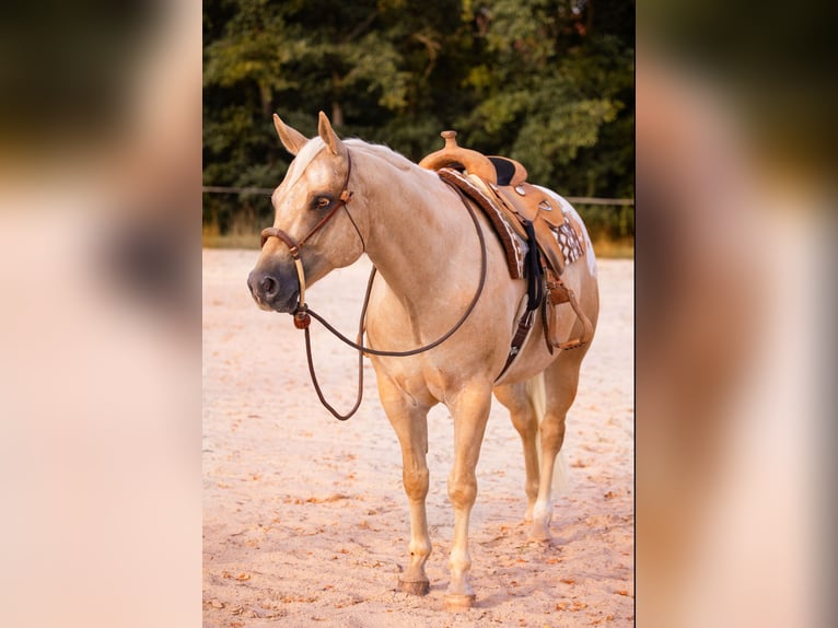 Appaloosa Ruin 6 Jaar 159 cm Palomino in Kirtorf
