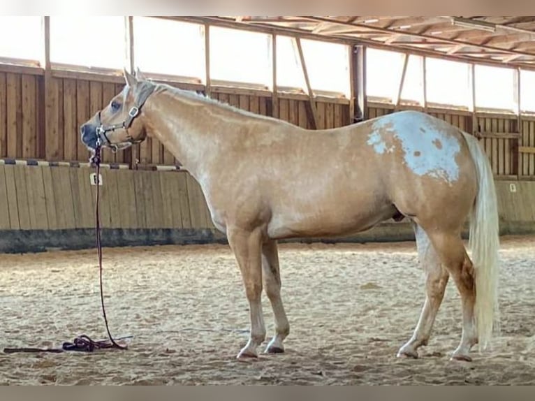 Appaloosa Ruin 6 Jaar 159 cm Palomino in Kirtorf