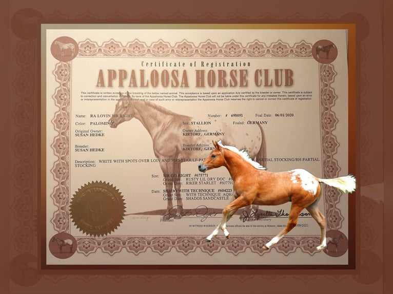 Appaloosa Ruin 6 Jaar 159 cm Palomino in Kirtorf