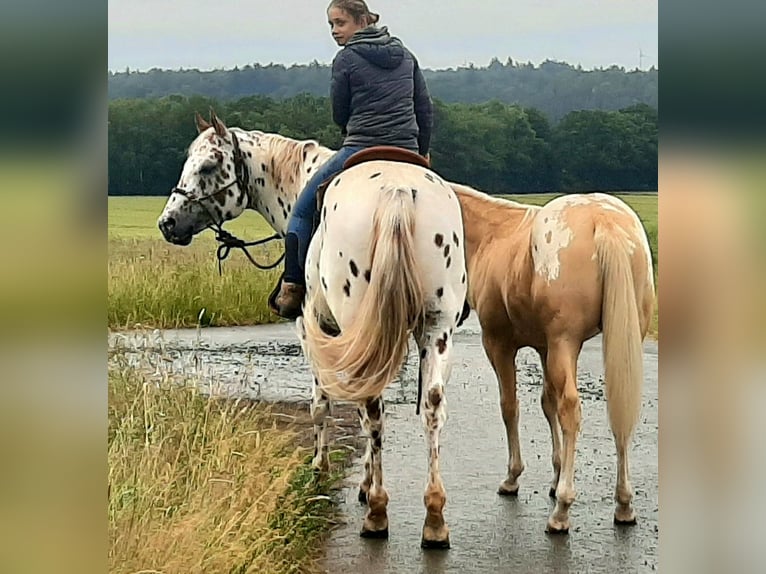 Appaloosa Ruin 6 Jaar 159 cm Palomino in Kirtorf