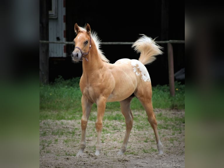 Appaloosa Ruin 6 Jaar 159 cm Palomino in Kirtorf