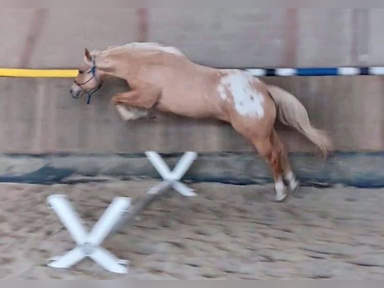 Appaloosa Ruin 6 Jaar 159 cm Palomino in Kirtorf
