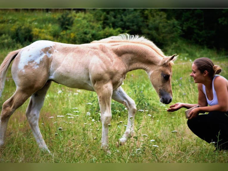 Appaloosa Ruin 6 Jaar 159 cm Palomino in Kirtorf