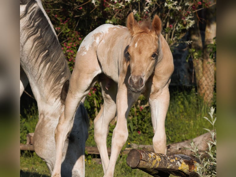 Appaloosa Ruin 6 Jaar 159 cm Palomino in Kirtorf