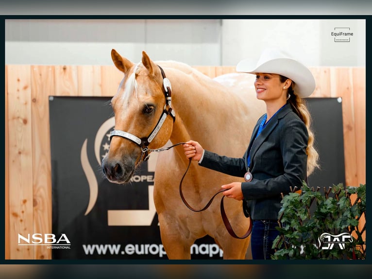 Appaloosa Ruin 6 Jaar 159 cm Palomino in Kirtorf