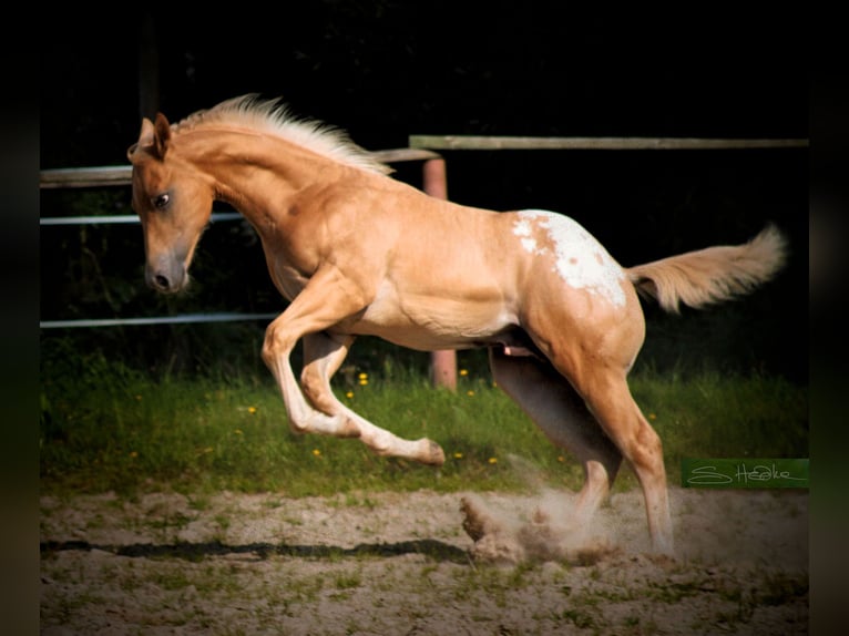 Appaloosa Ruin 6 Jaar 159 cm Palomino in Kirtorf