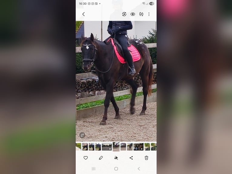 Appaloosa Ruin 6 Jaar 161 cm Donkerbruin in Gunningen