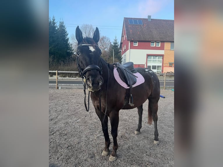 Appaloosa Ruin 6 Jaar 161 cm Donkerbruin in Gunningen