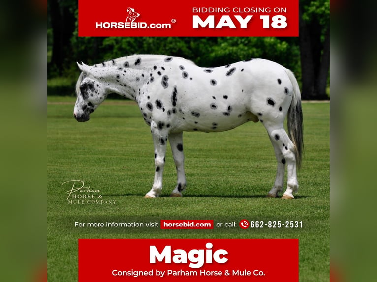 Appaloosa Ruin 6 Jaar Appaloosa in Amory