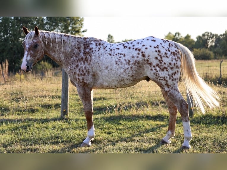 Appaloosa Ruin 6 Jaar Donkere-vos in Moberly