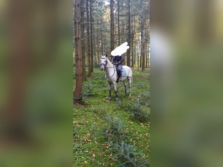 Appaloosa Ruin 6 Jaar in Thyrnau