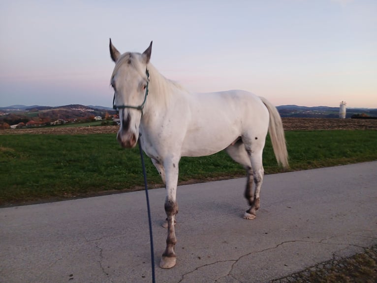 Appaloosa Ruin 6 Jaar in Thyrnau