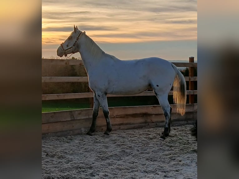 Appaloosa Ruin 6 Jaar in Thyrnau