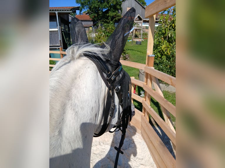 Appaloosa Ruin 6 Jaar in Thyrnau