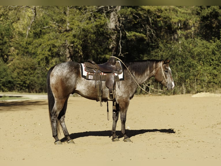Appaloosa Ruin 6 Jaar Roan-Bay in Little Rock