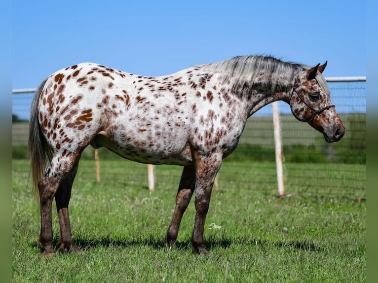 Appaloosa Ruin 7 Jaar 142 cm Donkere-vos in cANTON tx