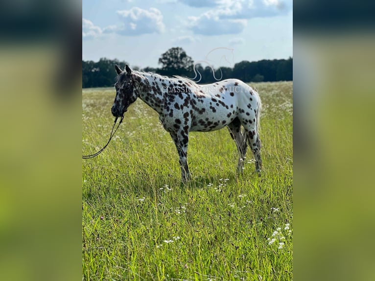 Appaloosa Ruin 7 Jaar 142 cm Roodbruin in Hohenwald, TN