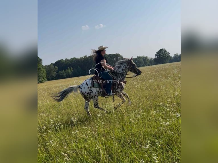 Appaloosa Ruin 7 Jaar 142 cm Roodbruin in Hohenwald, TN