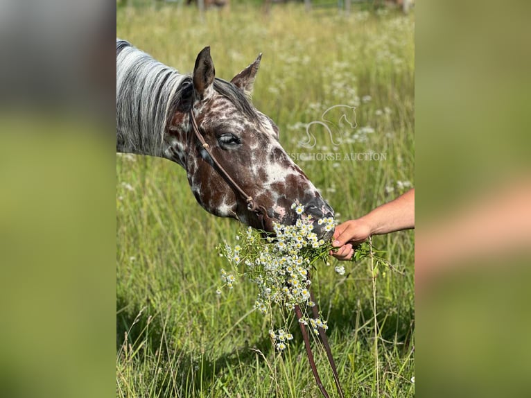 Appaloosa Ruin 7 Jaar 142 cm Roodbruin in Hohenwald, TN