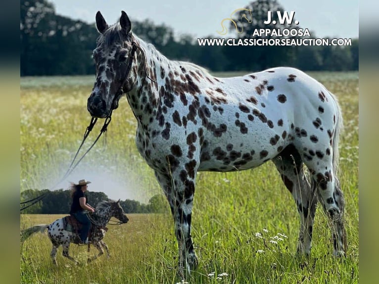 Appaloosa Ruin 7 Jaar 142 cm Roodbruin in Hohenwald, TN