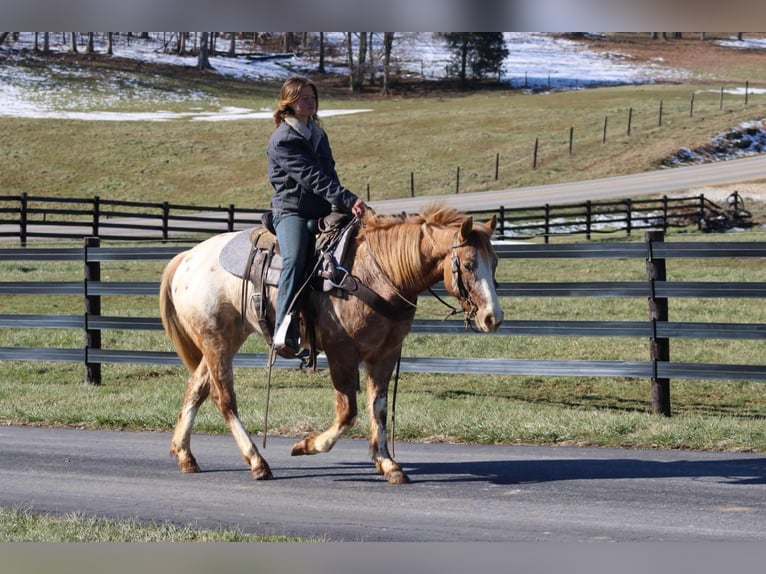 Appaloosa Ruin 7 Jaar 147 cm Roan-Red in Sonora Ky