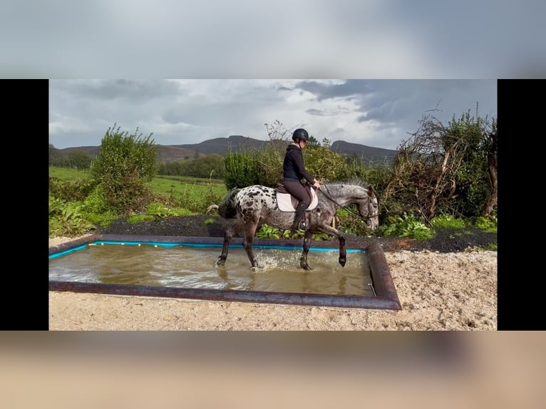 Appaloosa Mix Ruin 7 Jaar 149 cm Appaloosa in Trebbin