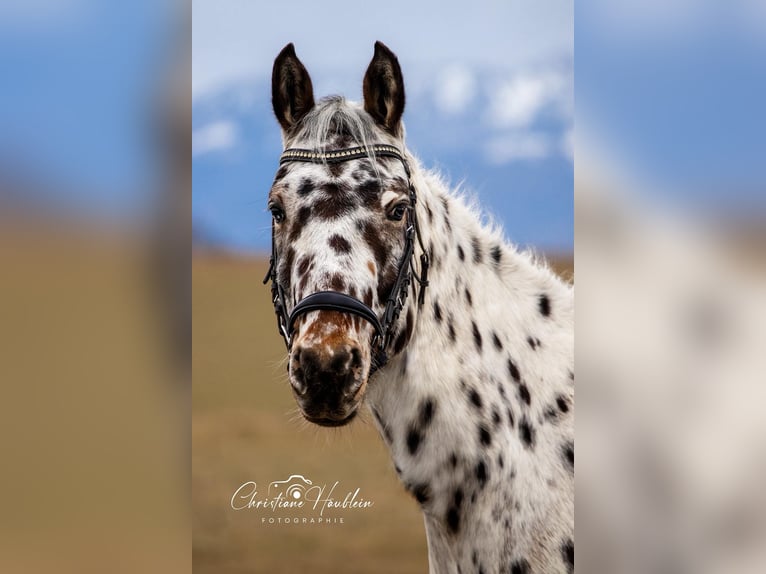 Appaloosa Ruin 7 Jaar 150 cm Appaloosa in Chieming