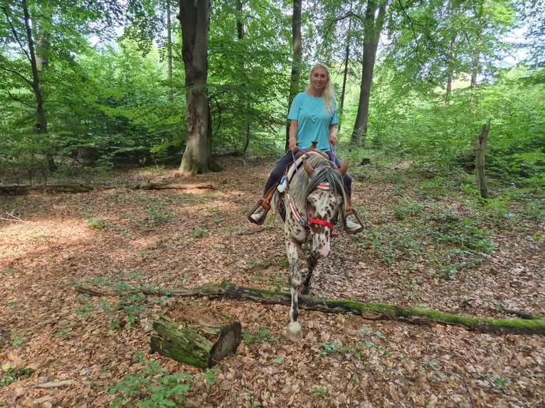 Appaloosa Mix Ruin 7 Jaar 150 cm Appaloosa in Linkenbach