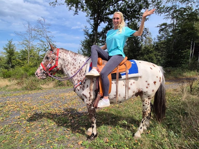 Appaloosa Mix Ruin 7 Jaar 150 cm Appaloosa in Linkenbach
