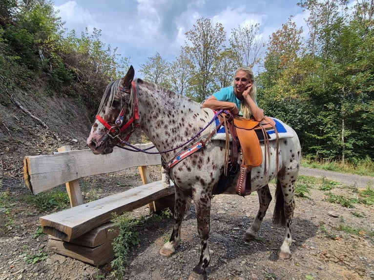 Appaloosa Mix Ruin 7 Jaar 150 cm Appaloosa in Linkenbach