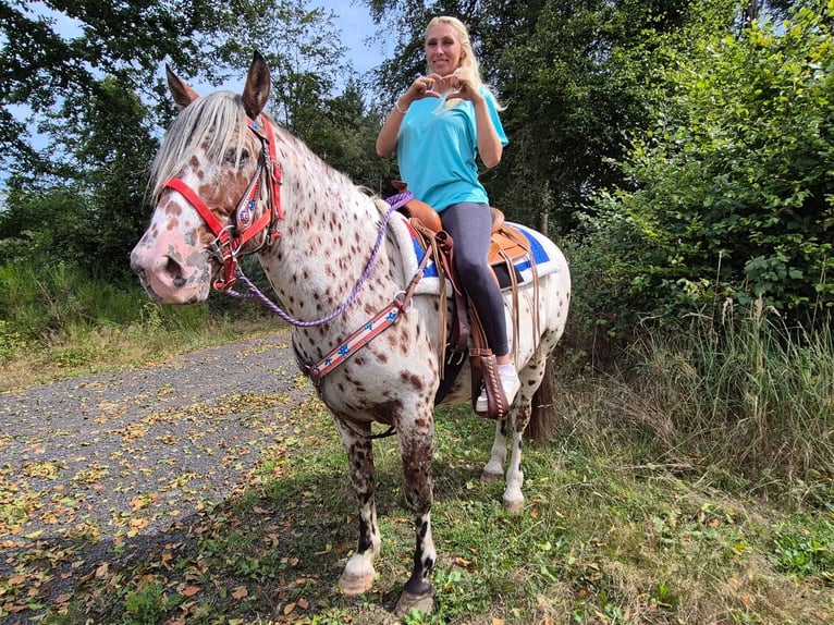 Appaloosa Mix Ruin 7 Jaar 150 cm Appaloosa in Linkenbach