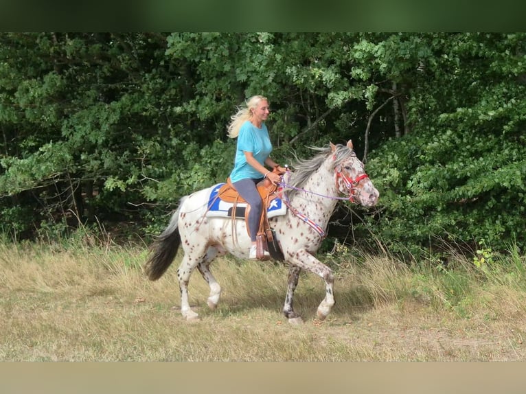 Appaloosa Mix Ruin 7 Jaar 150 cm Appaloosa in Linkenbach