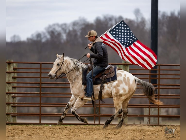 Appaloosa Ruin 7 Jaar 150 cm Buckskin in Auburn