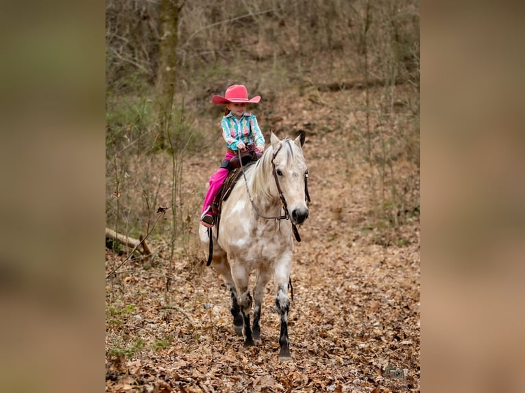 Appaloosa Ruin 7 Jaar 150 cm Buckskin in Auburn