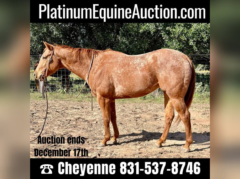 Appaloosa Ruin 7 Jaar 150 cm Roan-Red in Victoria TX