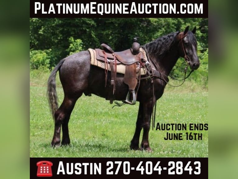 Appaloosa Ruin 7 Jaar 150 cm Zwart in Tompkinsville Ky