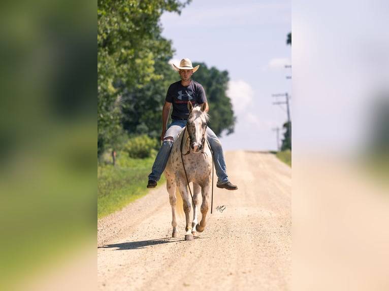 Appaloosa Ruin 7 Jaar 152 cm Palomino in Cannon Falls