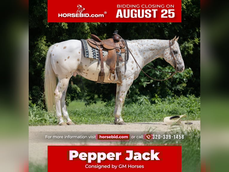 Appaloosa Ruin 7 Jaar 152 cm in Cannon Falls, MN