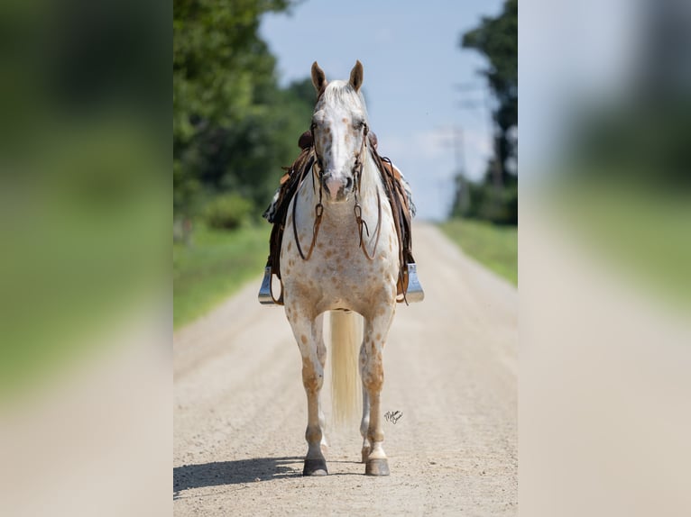 Appaloosa Ruin 7 Jaar 152 cm in Cannon Falls, MN