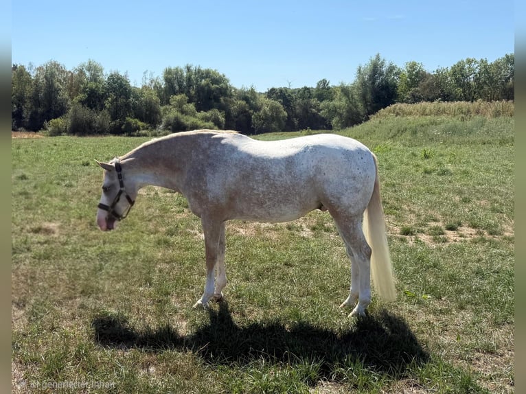 Appaloosa Mix Ruin 7 Jaar 153 cm  in Iserlohn