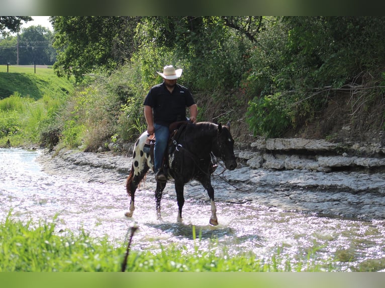 Appaloosa Ruin 7 Jaar 155 cm Zwart in Morgan MIll TX