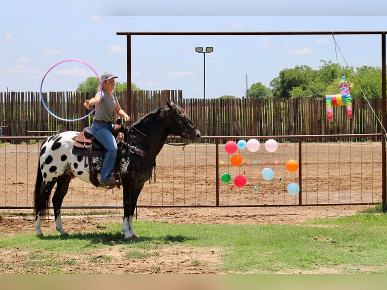 Appaloosa Ruin 7 Jaar 155 cm Zwart in Morgan MIll TX