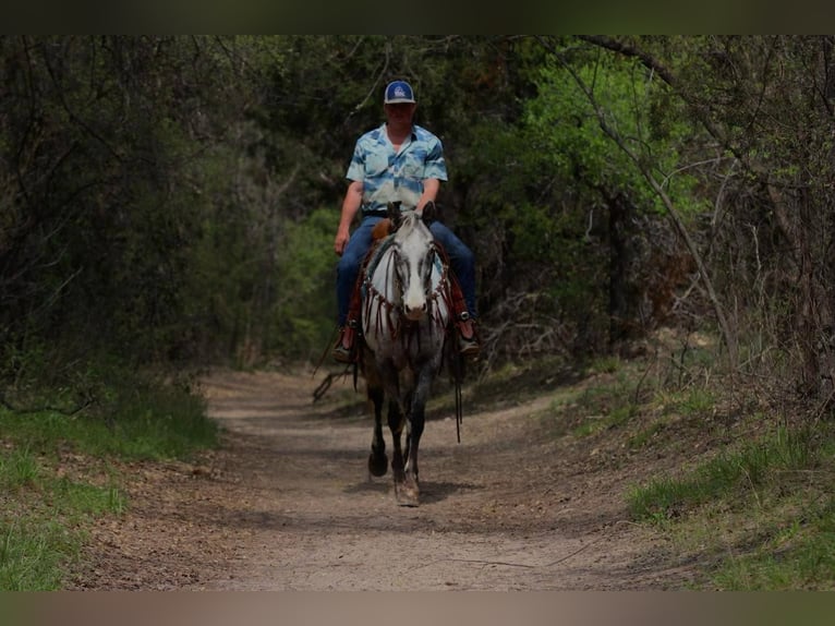 Appaloosa Ruin 7 Jaar 155 cm Zwart in Lipan TX