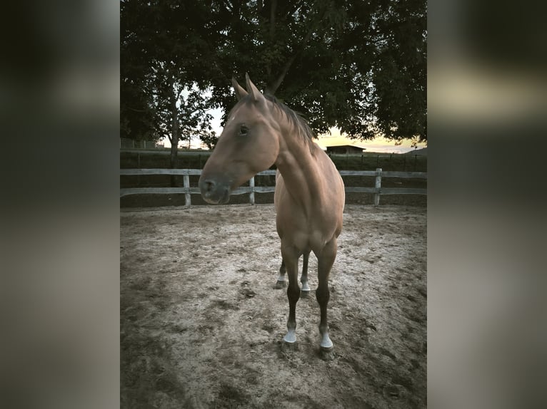 Appaloosa Ruin 7 Jaar 156 cm Red Dun in Sontheim an der Brenz