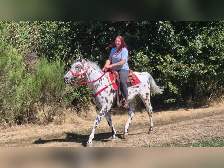 Appaloosa Mix Ruin 7 Jaar 157 cm Appaloosa in Linkenbach