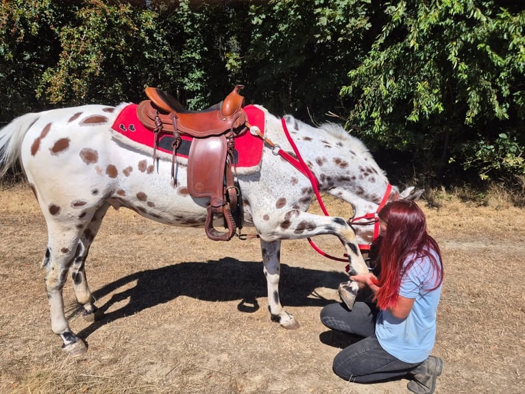 Appaloosa Mix Ruin 7 Jaar 157 cm Appaloosa in Linkenbach