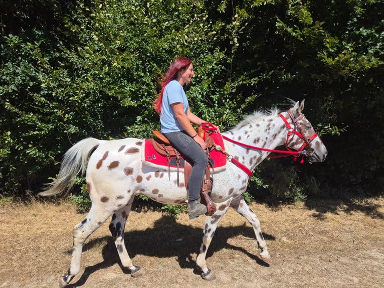 Appaloosa Mix Ruin 7 Jaar 157 cm Appaloosa in Linkenbach