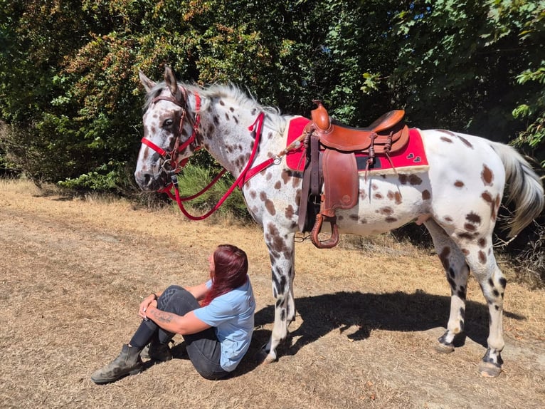 Appaloosa Mix Ruin 7 Jaar 157 cm Appaloosa in Linkenbach