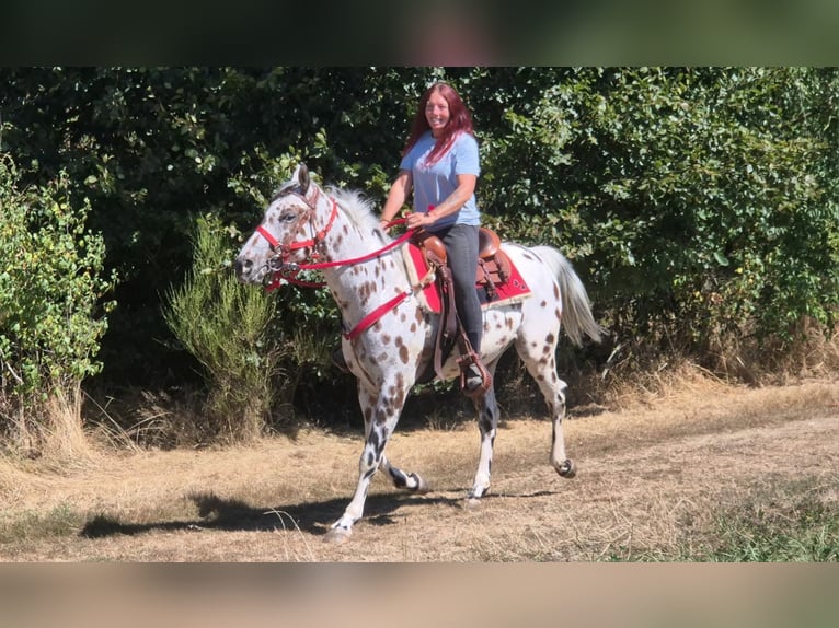 Appaloosa Mix Ruin 7 Jaar 157 cm Appaloosa in Linkenbach