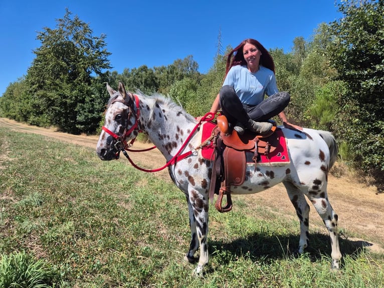 Appaloosa Mix Ruin 7 Jaar 157 cm Appaloosa in Linkenbach